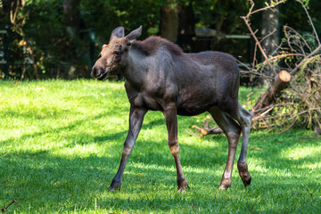 European Moose, Alces alces, also known as the elk