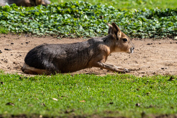 Patagonian Mara, Dolichotis patagonum are large relatives of guinea pigs