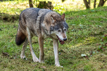 Naklejka na ściany i meble European Grey Wolf, Canis lupus in a german park