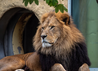 The lion, Panthera leo is one of the four big cats in the genus Panthera