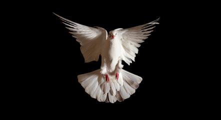 Plakat white dove spreading its wings flies on a black background