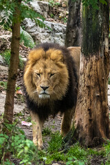 Obraz premium The lion, Panthera leo is one of the four big cats in the genus Panthera