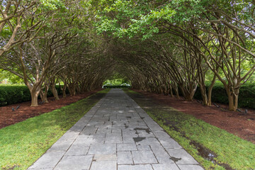 Walking path through tree arch
