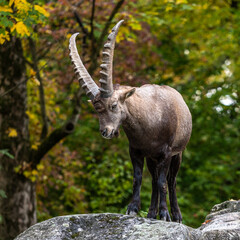 Male mountain ibex or capra ibex on a rock