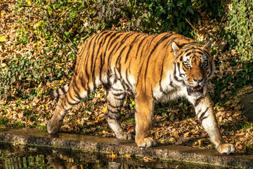 The Siberian tiger,Panthera tigris altaica in the zoo