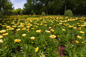 Field of yellow flowers