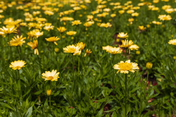 Field of yellow flowers