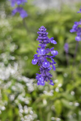 Slenderleaf sage flower close-up