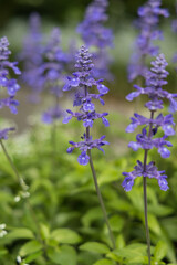 Obraz premium Slenderleaf sage flower close-up