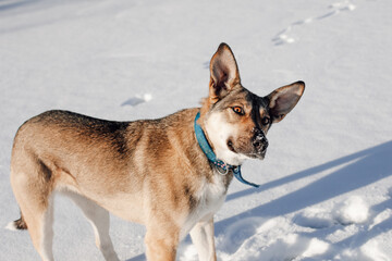 Portrait of dog on snow background. Adult big dog stands on snowy road and looks at owner, warm sunny day on winter walk. 