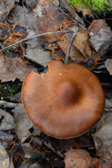 Autumn mushroom in wild forest in Quebec, Canada