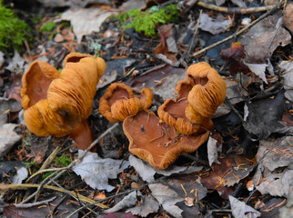 Autumn mushroom in wild forest in Quebec, Canada