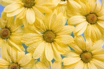 Yellow chrysanthemum flowers and water drops on a blue background. Selective focus, close-up. Summer time concep