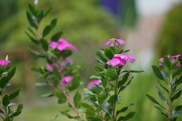 Catharanthus roseus (bright eyes, Cape periwinkle, graveyard plant, Madagascar periwinkle, old...