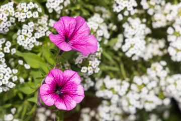 Two, Pink purple petunias with small white flowers in background, closeup