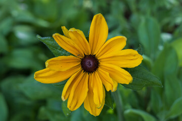 Yellow flower close-up