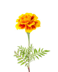 Blooming marigold flower on white background, closeup