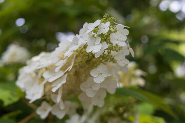 White hydrangea close-up
