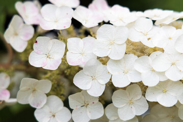 White hydrangea close-up
