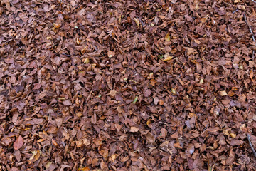 Dry leaves on the forest floor