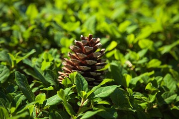 Pine Cone on a Background of Green