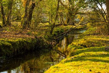 Lots of sun in forest...