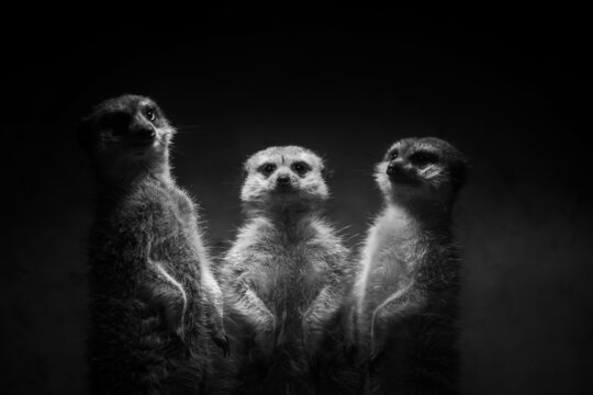 Close up view three meerkat isolated on a black background