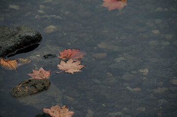 紅葉と霧にまみれた湖