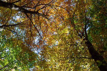 Fototapeta na wymiar Forest in autumn with colored trees