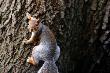Squirrel on a tree
