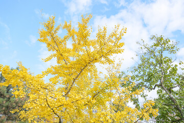 Beautiful tree with yellow leaves in autumn park