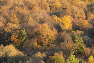 autumn in the forest mountain at the golden hour