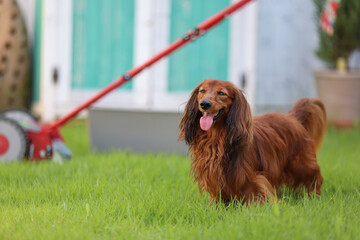 ダックスフンドと庭
