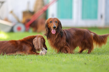ダックスフンドと庭

