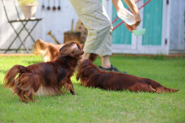 ダックスフンドと庭
