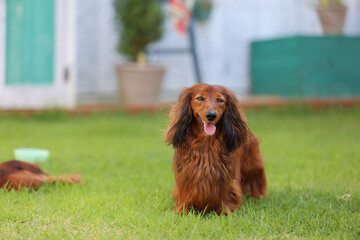 ダックスフンドと庭

