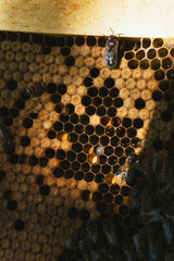 honeycomb and honey