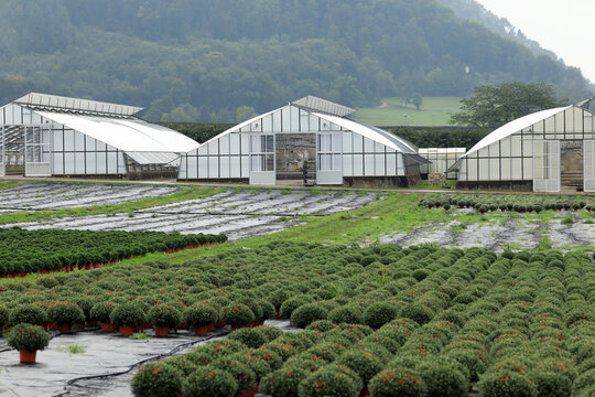 View of the nursery garden near town of Villigen, district of Brugg in the canton of Aargau, Switzerland