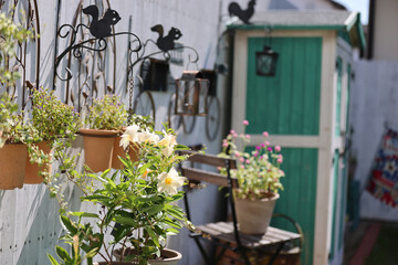 ダックスフンドと庭
