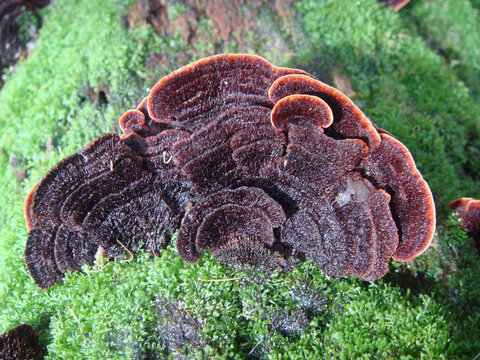 Top view of Trichaptum abietinum with a soft surface on a tree trunk with green grass around