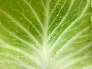 Fototapeta na wymiar Close up of a cabbage
