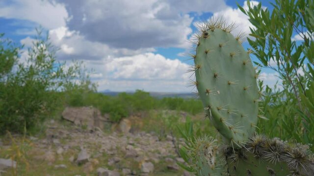 Nopal creciendo en una zona semi&aacute;rida.