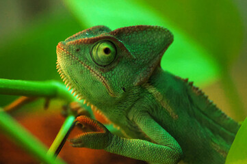 Selective focus shot of a chameleon on a green twig