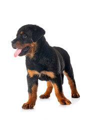 Obraz premium puppy rottweiler in studio