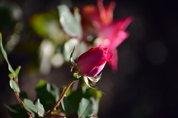 a rose in the summer garden