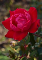 a rose in the summer garden