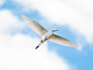 white snowy egret flying through the air