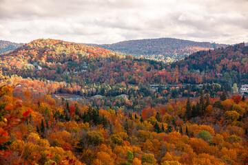 Autumn forest in the province of Quebec