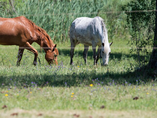 Caballo pastando en un campo verde