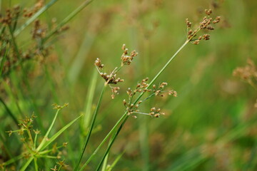 Festuca rubra (Also red fescue, creeping red fescue) with a natural background